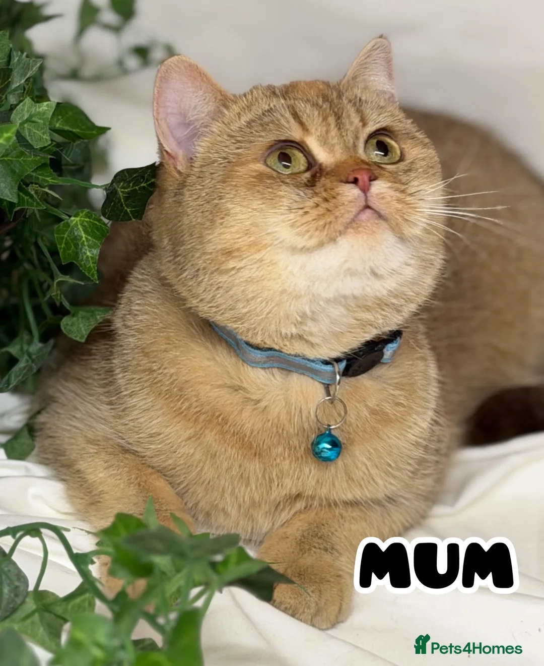 British Shorthair cats for sale: TICA BSH & BLH Golden kittens 😻 - Advert 2