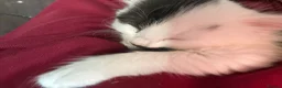 Mixed Breed cats for sale: KITTENS Females - Advert 4