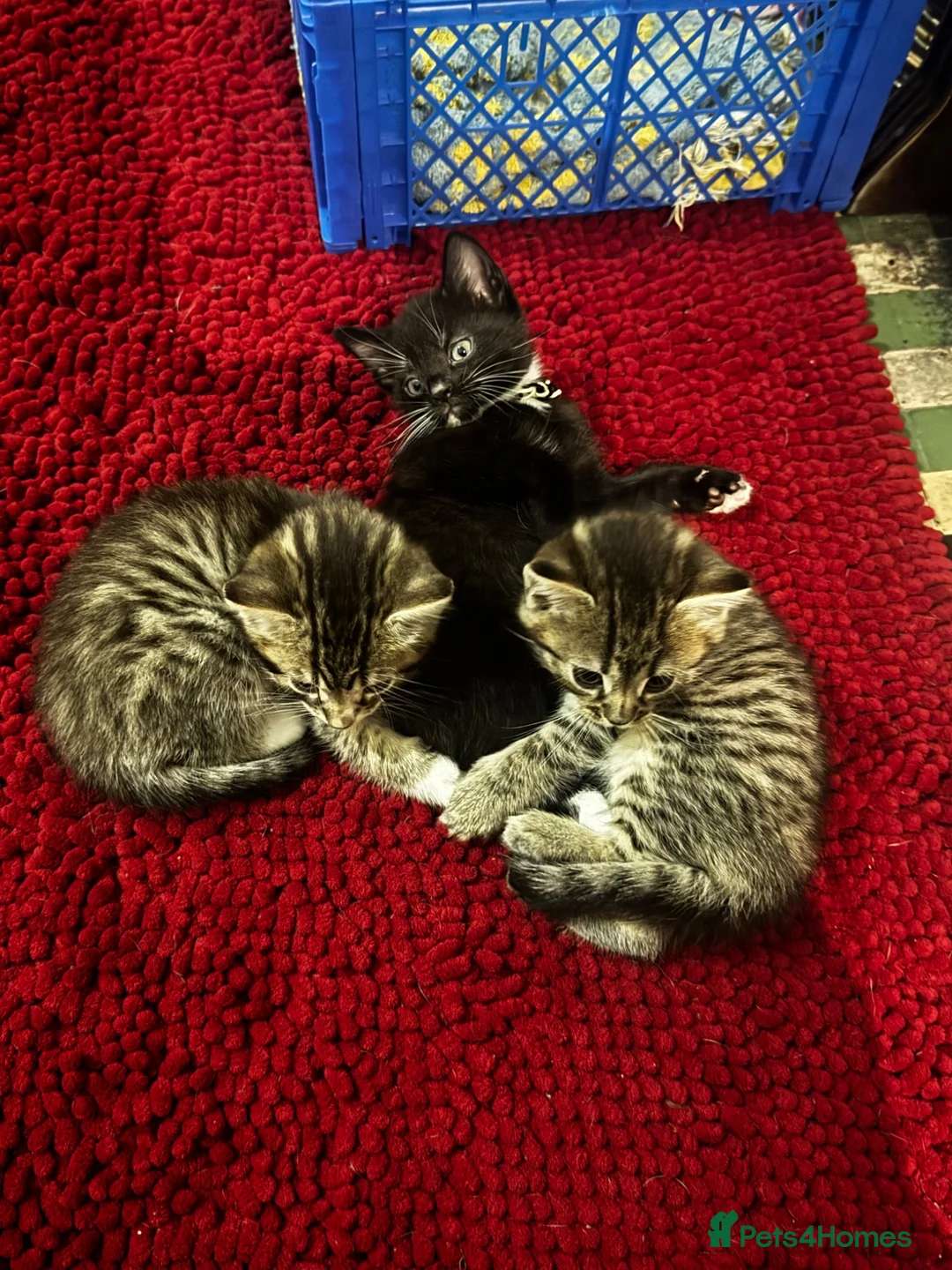 Mixed Breed cats for sale: Beautiful kittens for sale  - Advert 2