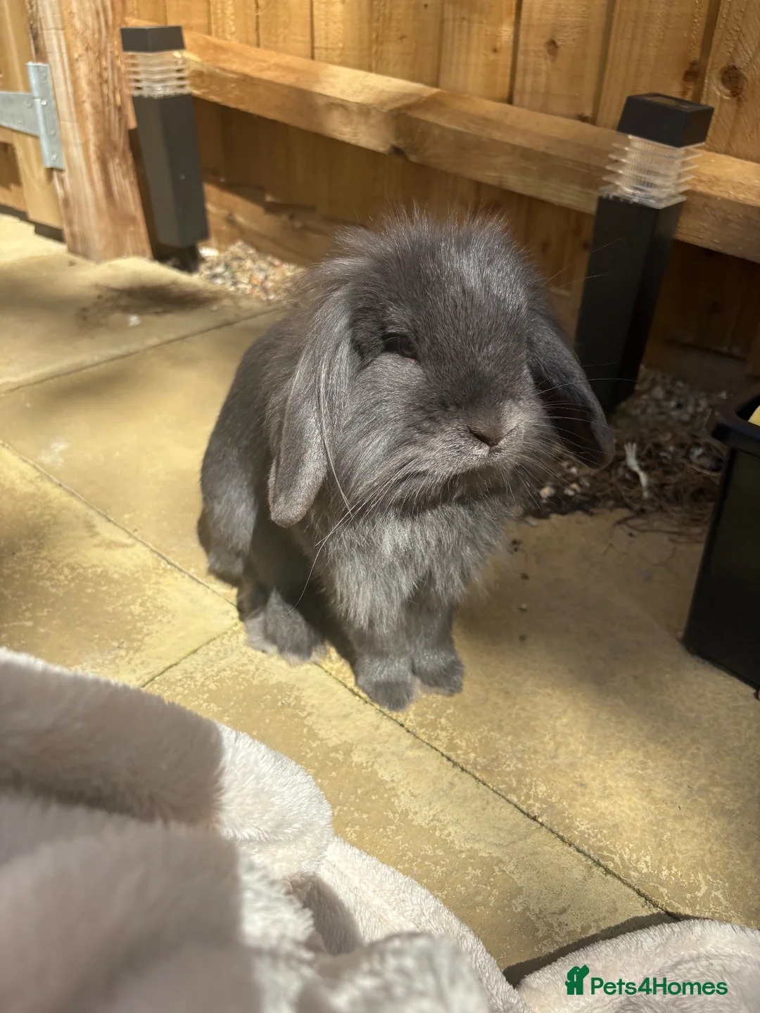 English Lop rabbits for sale: beautiful male bunny  in Attleborough - Advert 2