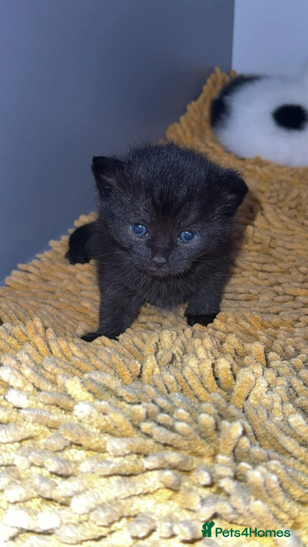 Domestic Shorthair cats for sale: For sale mum cat with kittens  in Crewe - Advert 2