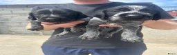 German Wirehaired Pointer dogs for sale:  German wired haired pointer pup (BOY)💙 - Advert 1