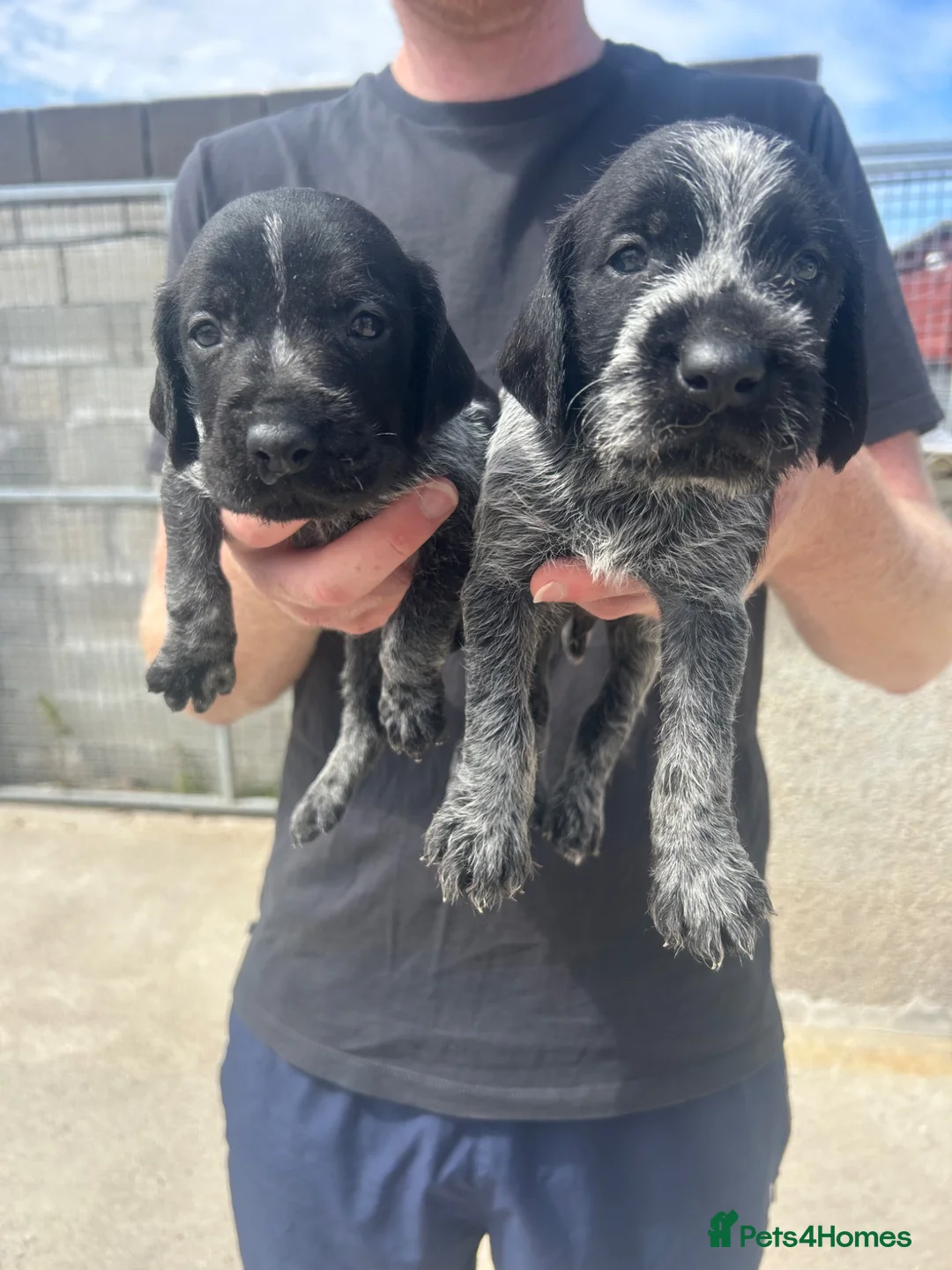 German Wirehaired Pointer dogs for sale:  German wired haired pointer pup (BOY)💙 - Advert 1