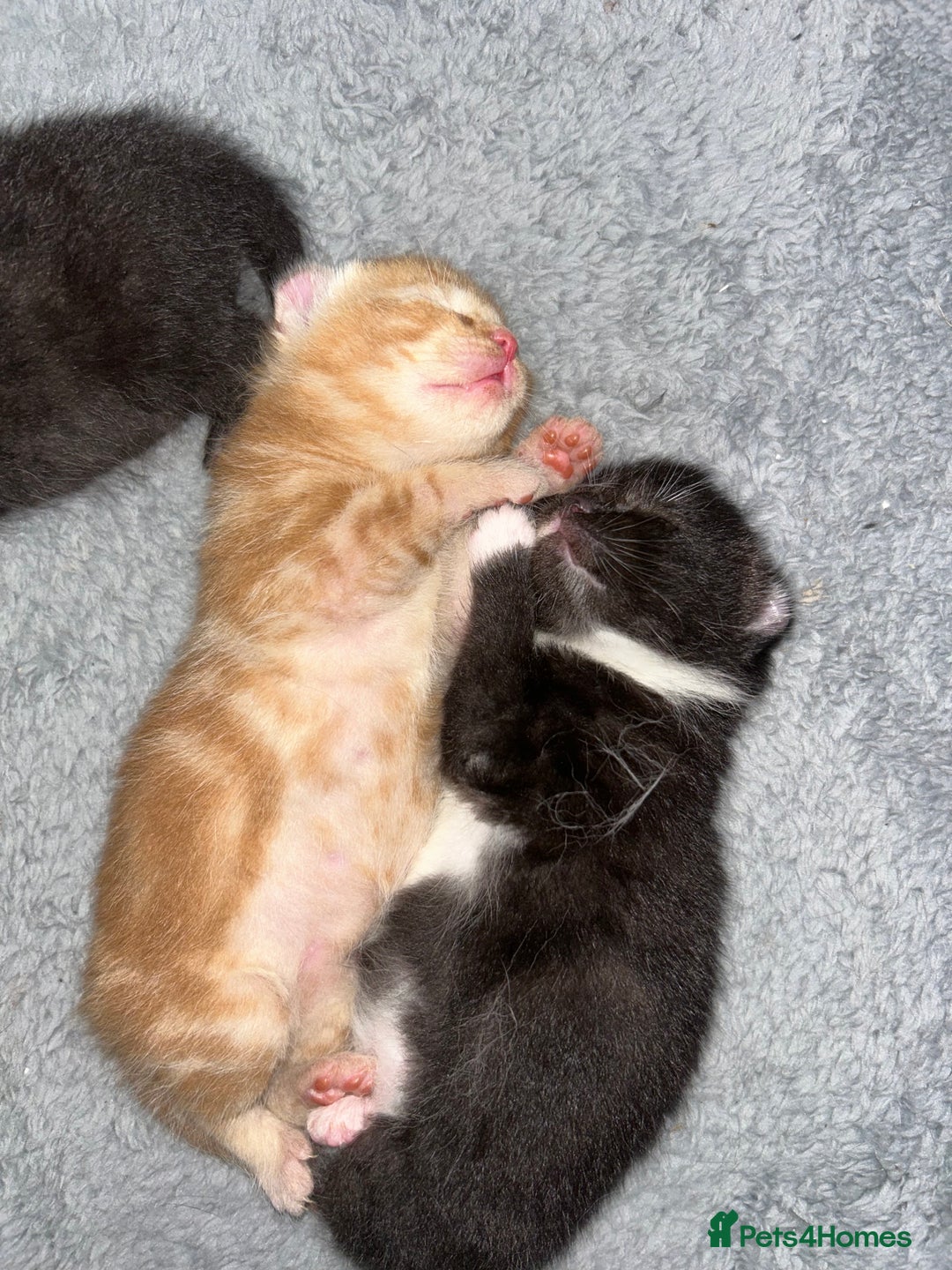 American Curl cats for sale: Kitten for sale - Image 4
