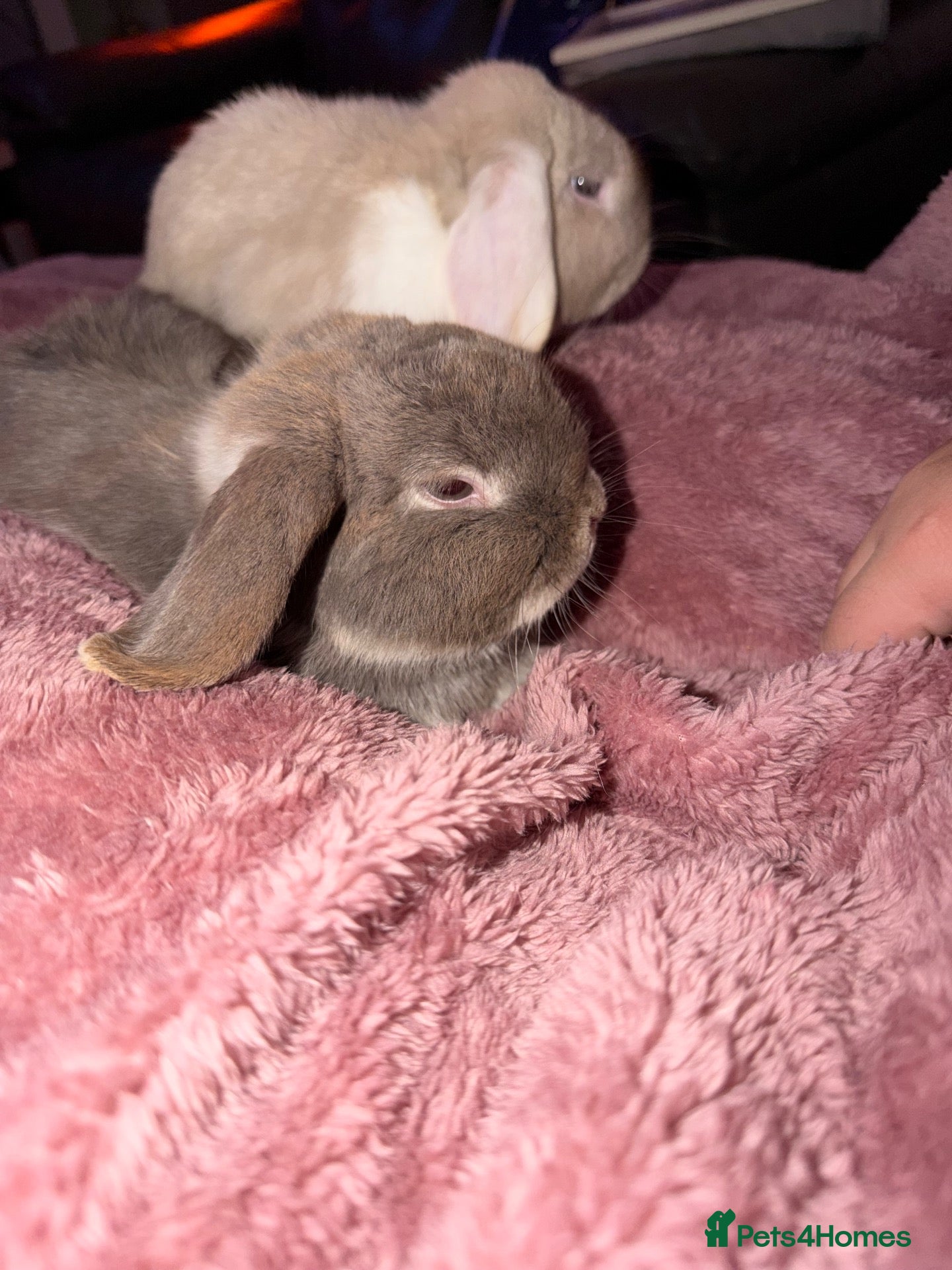 Mini Lop rabbits 2 mini lop rabbits  - Advert 3