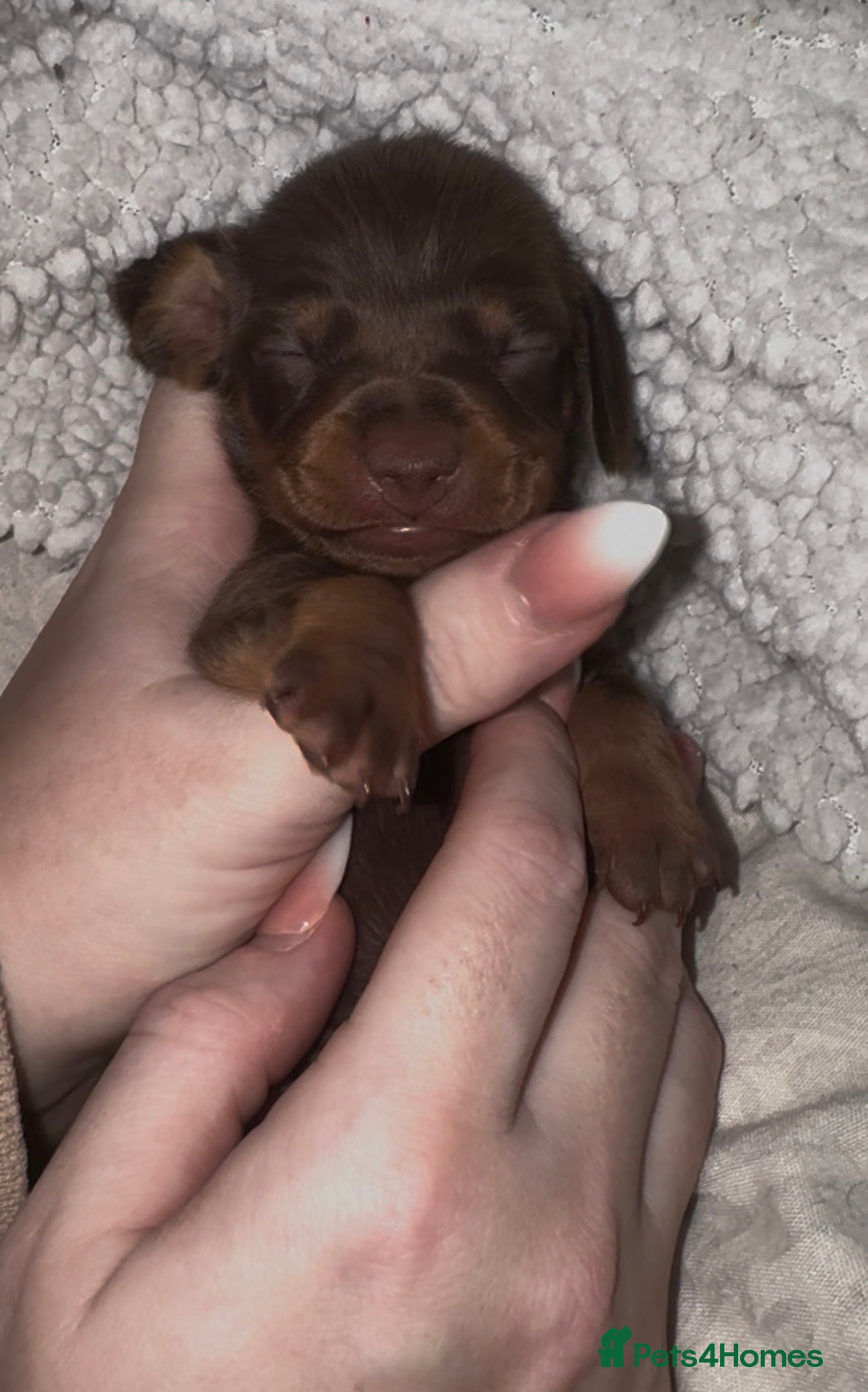 Miniature Dachshund dogs Because dachshund babies - Advert 2