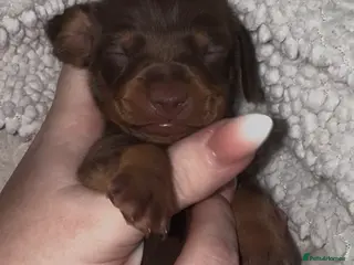 Miniature Dachshund dogs Because dachshund babies - Advert 1