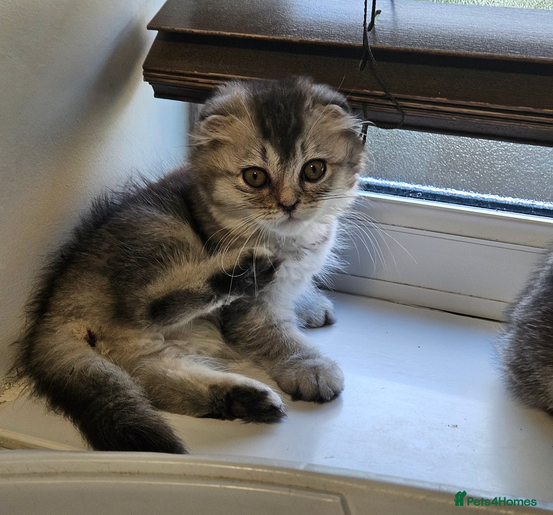 Scottish Fold cats for sale: READY NOW SCOTTISH FOLDS in Southampton - Image 4