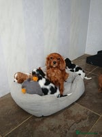 Cavalier King Charles Spaniel dogs - Advert 12