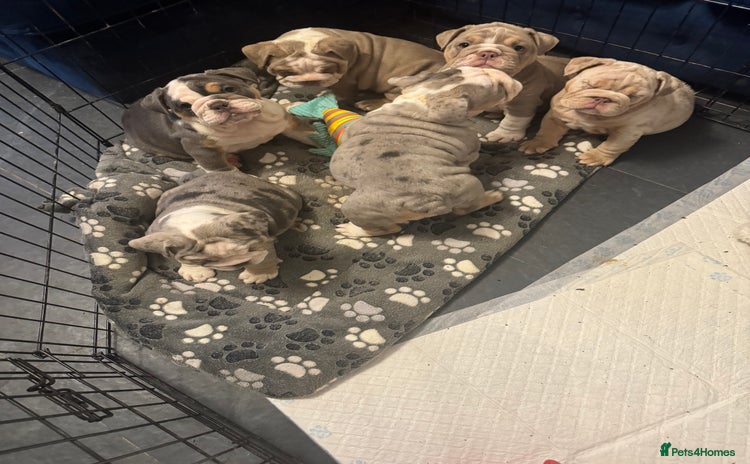 English Bulldog dogs - Advert 2