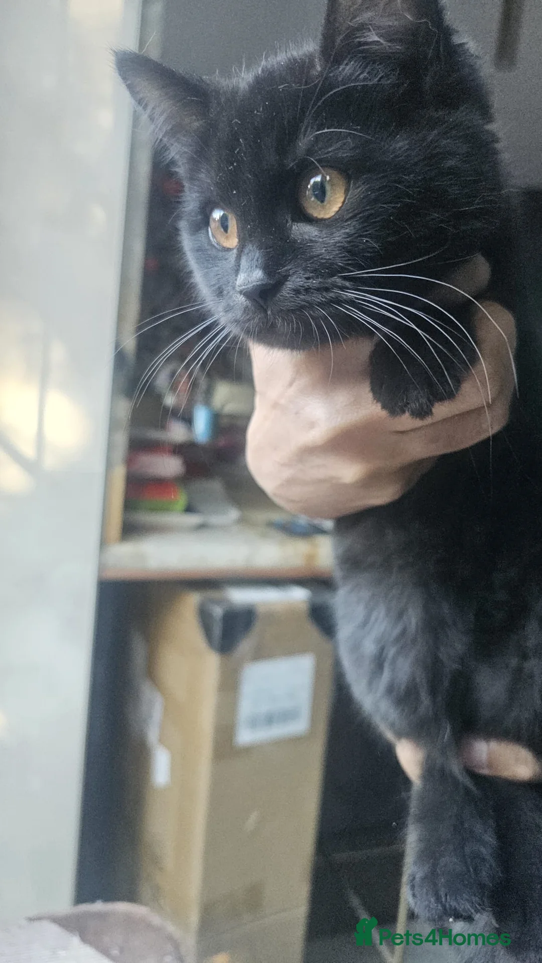 British Shorthair cats for sale: Gorgeous British Shorthair Kittens Ready Now! - Advert 19