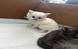 Mixed Breed cats for sale: Kittens  - Image 2