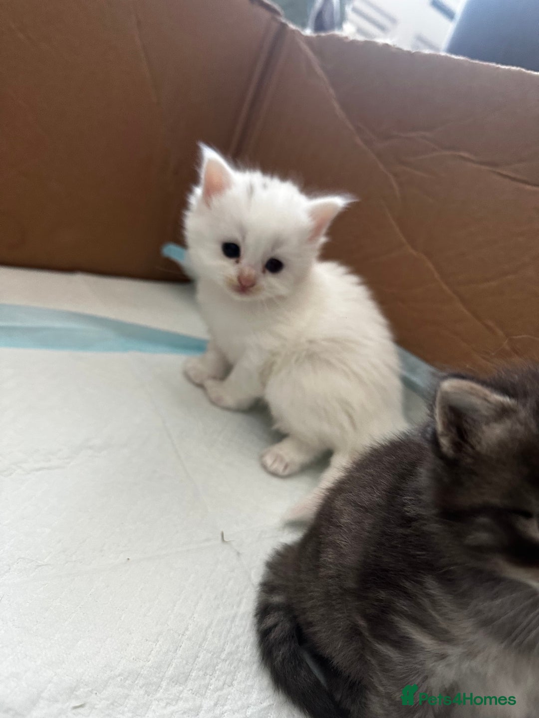 Mixed Breed cats for sale: Kittens  - Image 2