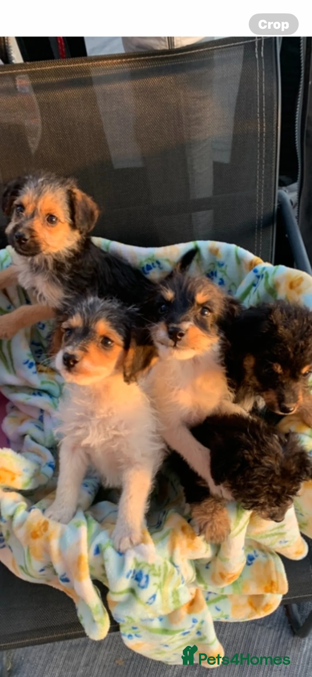Jackapoo dogs for sale: Jackapoo puppies  in Huntingdon - Advert 1