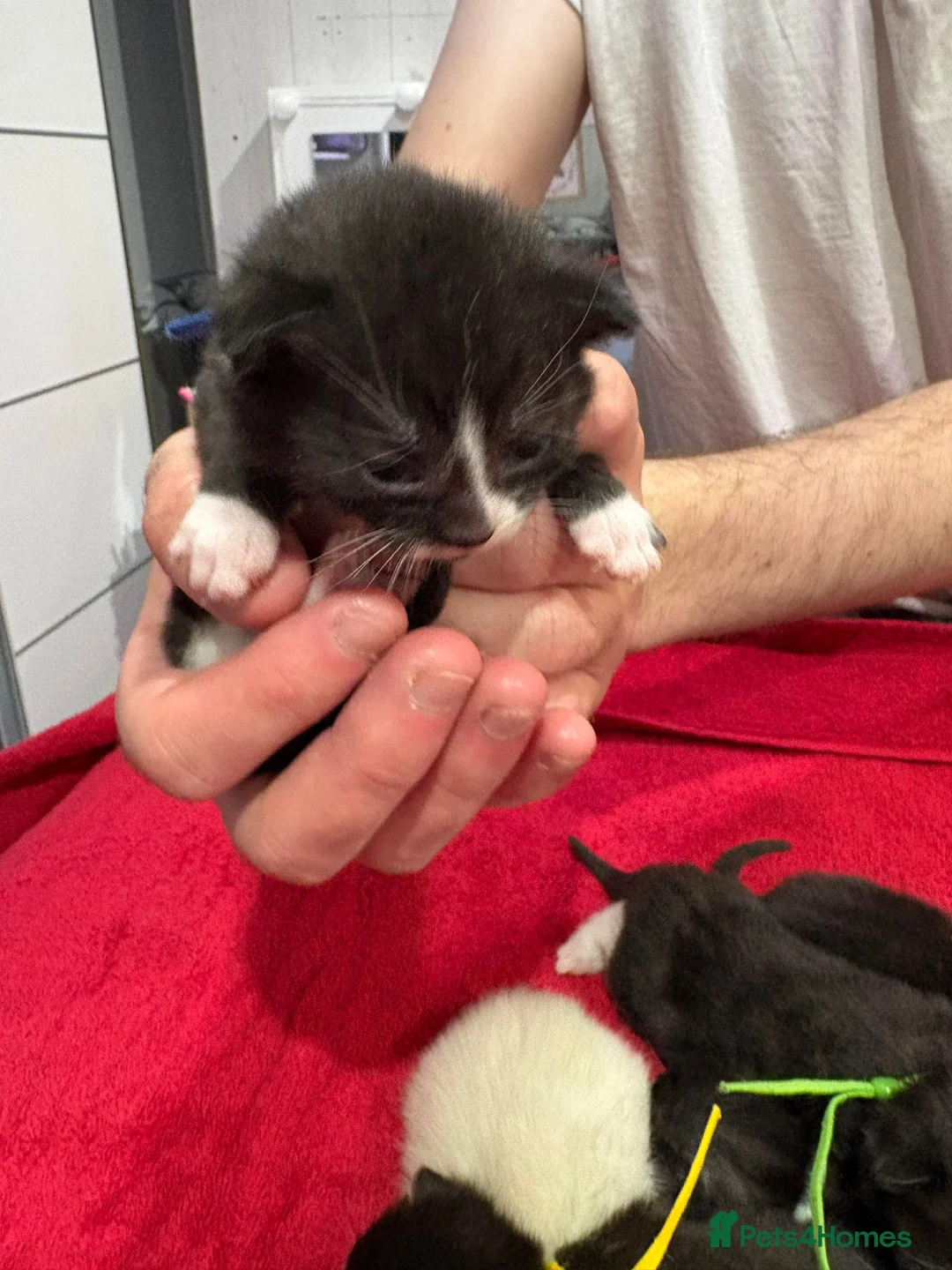 British Shorthair cats for sale: Kittens for sale - Advert 6