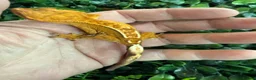 Gecko reptiles for sale: Crested Gecko - Advert 9
