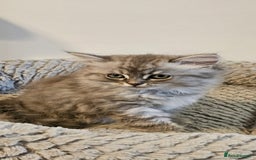 Scottish Fold cats for sale: Adorable scotish fold few straight ears kittens  - Image 3