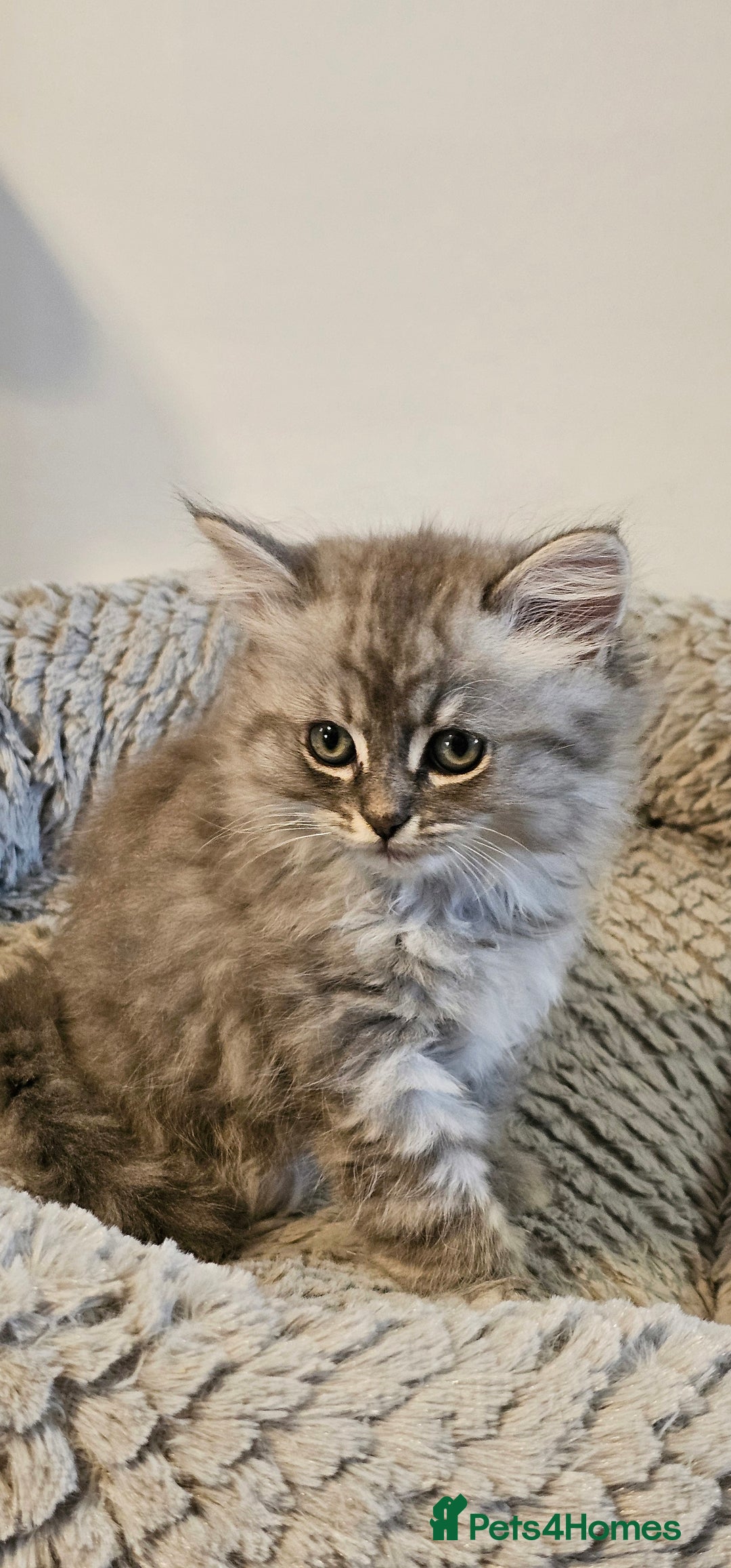 Scottish Fold cats for sale: Adorable scotish fold few straight ears kittens  - Image 3