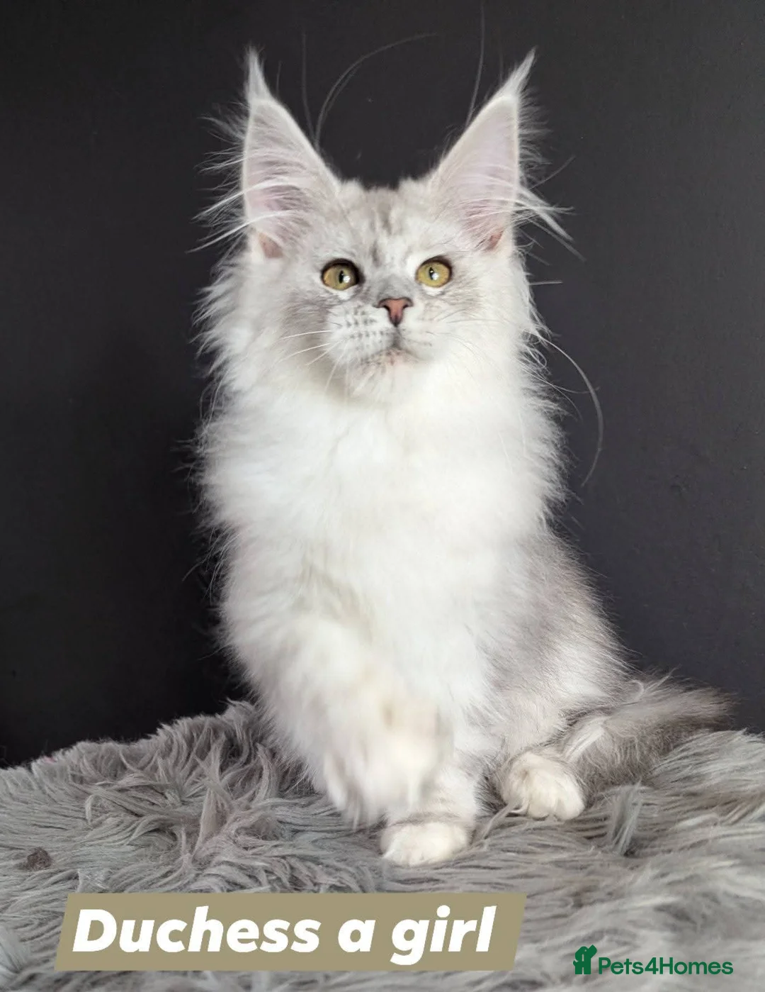 Maine Coon cats for sale: Outstanding babies ready to go  - Advert 21