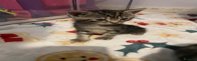 Domestic Shorthair 1