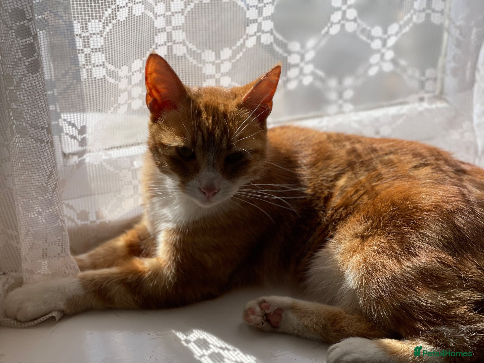 Mixed Breed cats for sale: Rehoming 2 cats  - Advert 3