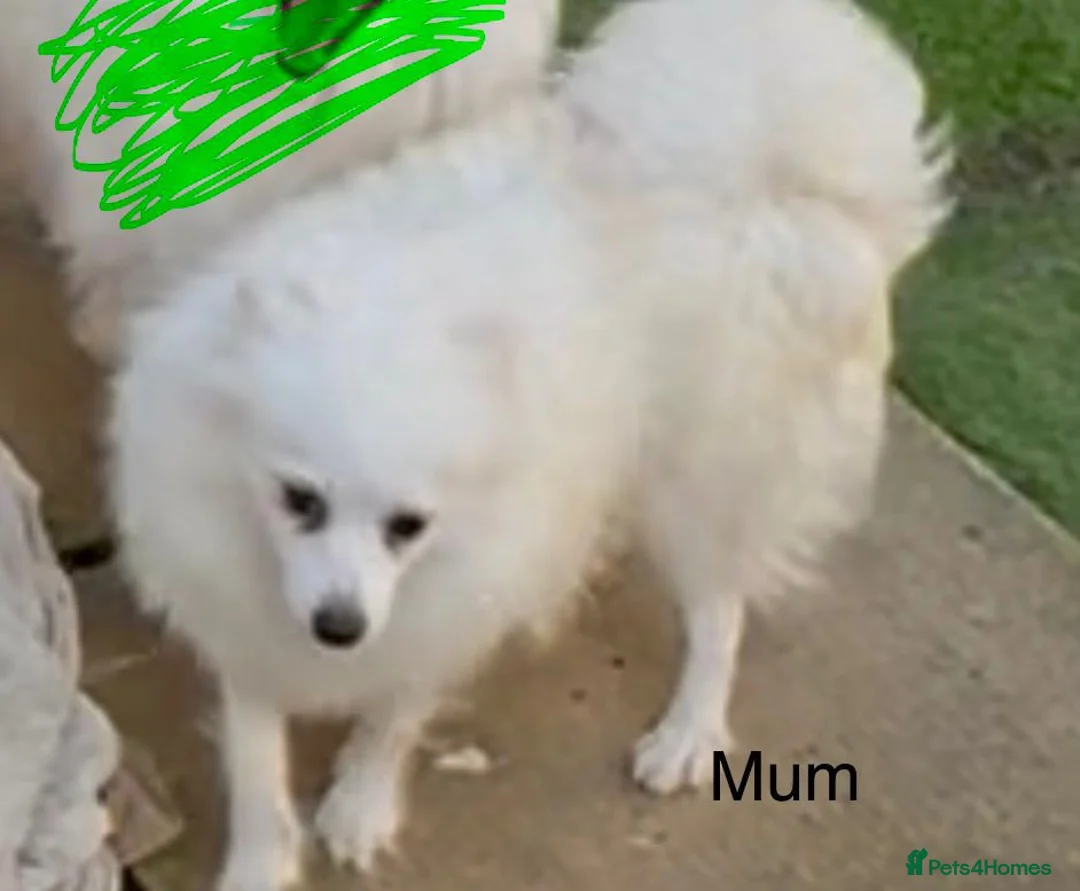 Japanese Spitz dogs for sale: Japanese spitz boy  - Advert 11