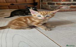 Mixed Breed cats for sale: 4 adorable kittens | ragdoll mix - Image 3