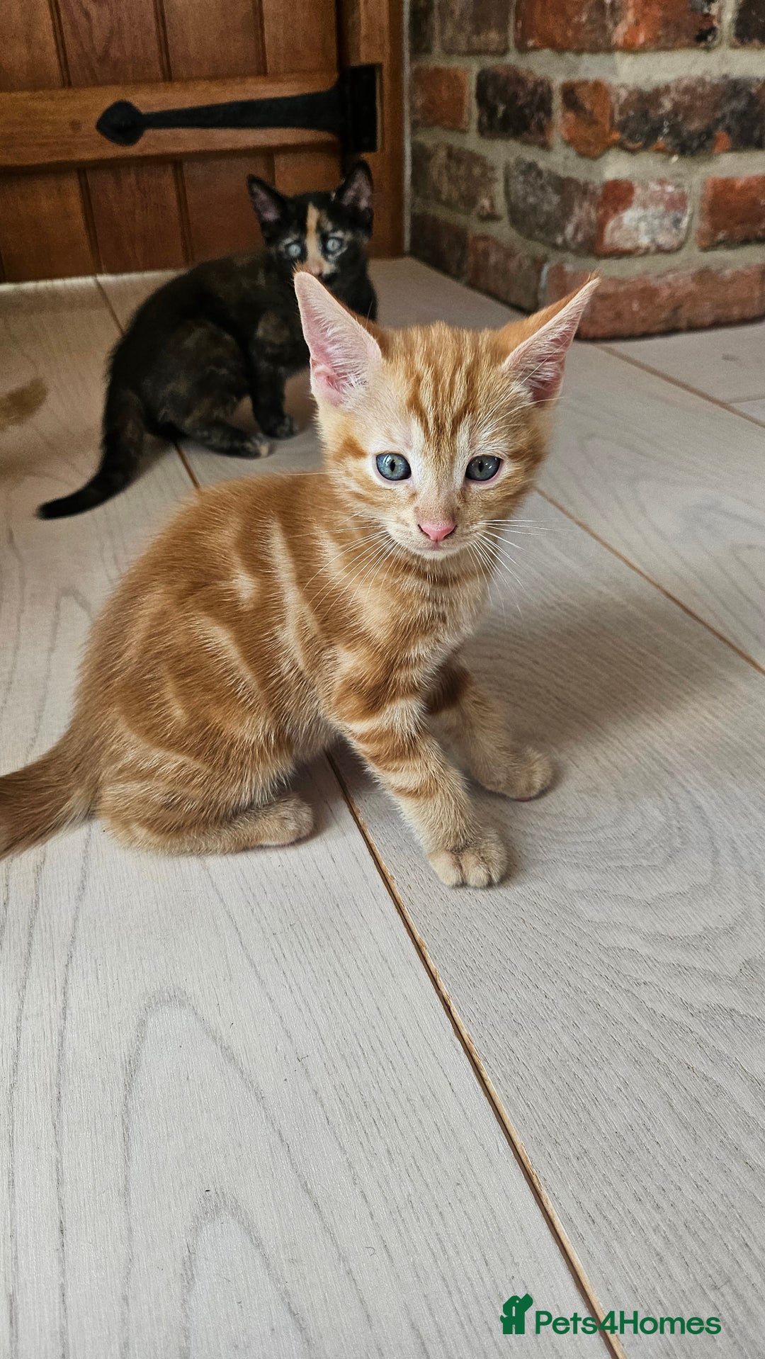 Mixed Breed cats for sale: 4 adorable kittens | ragdoll mix - Image 3