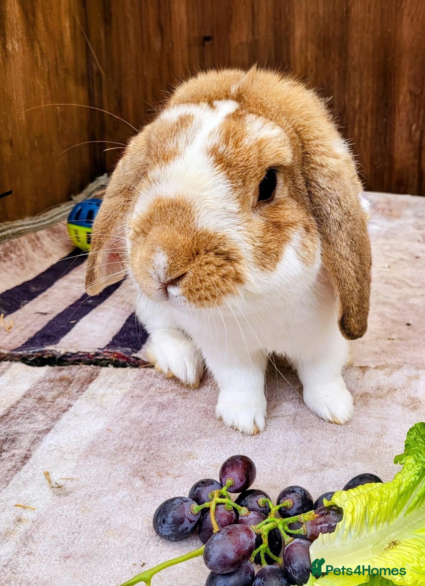 Mini Lop rabbits Mini lop male  - Advert 2