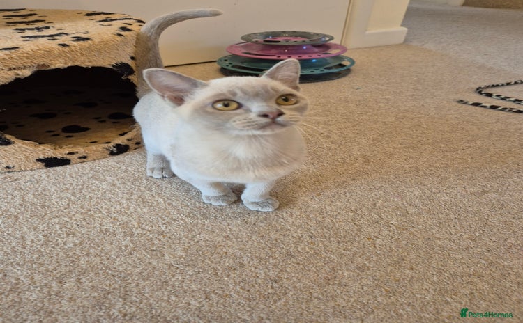 Burmese cats - Advert 1