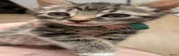 Mixed Breed cats for sale: 3 kittens ready now  in Brighton - Advert 7