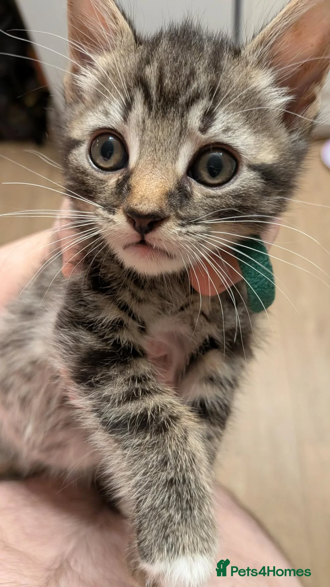 Mixed Breed cats for sale: 3 kittens ready now  in Brighton - Advert 7