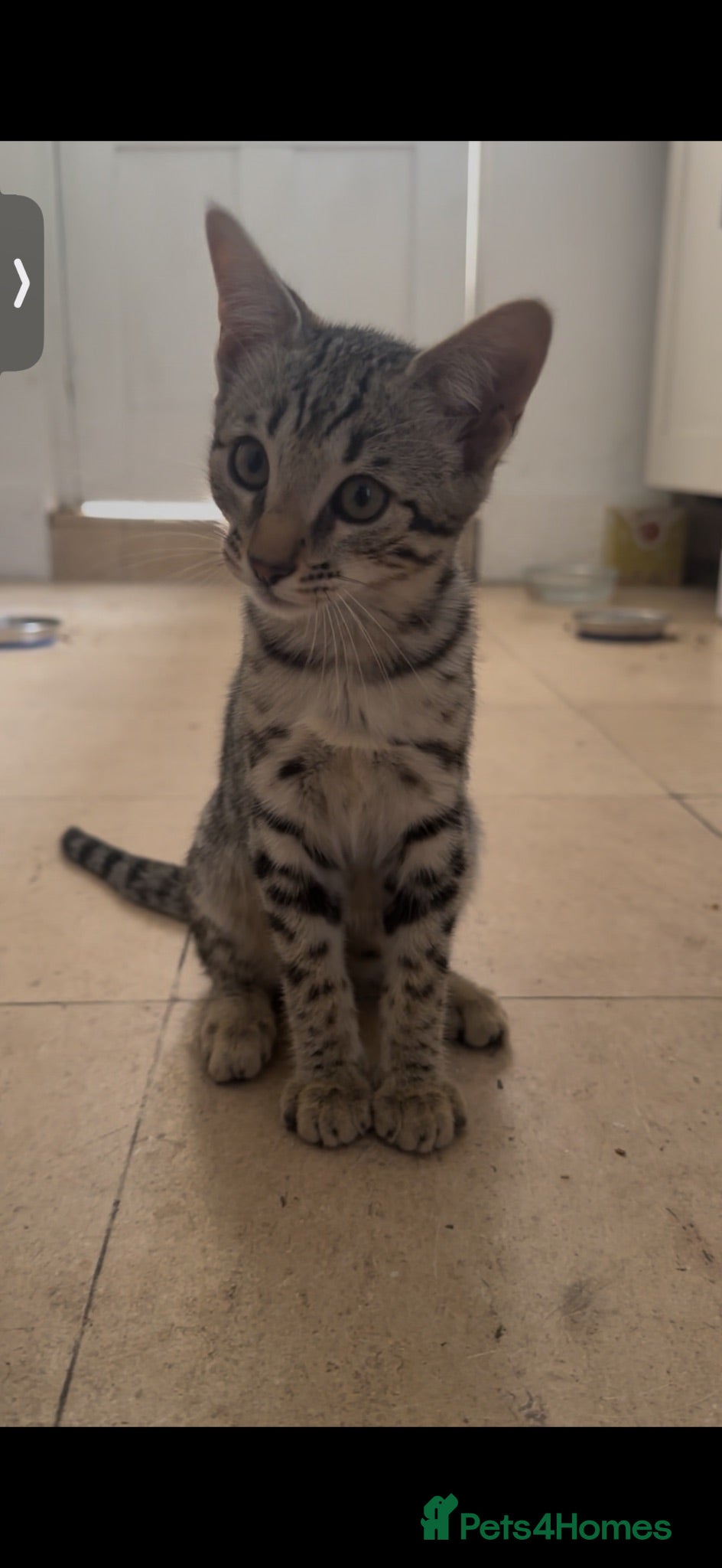 Bengal cats Stunning Snow Bengal x Savannah Kitten  - Advert 1