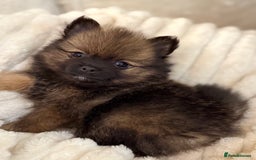 Pomeranian dogs for sale: 🐾 KC Registered Pomeranian Puppies 🐾 - Image 20