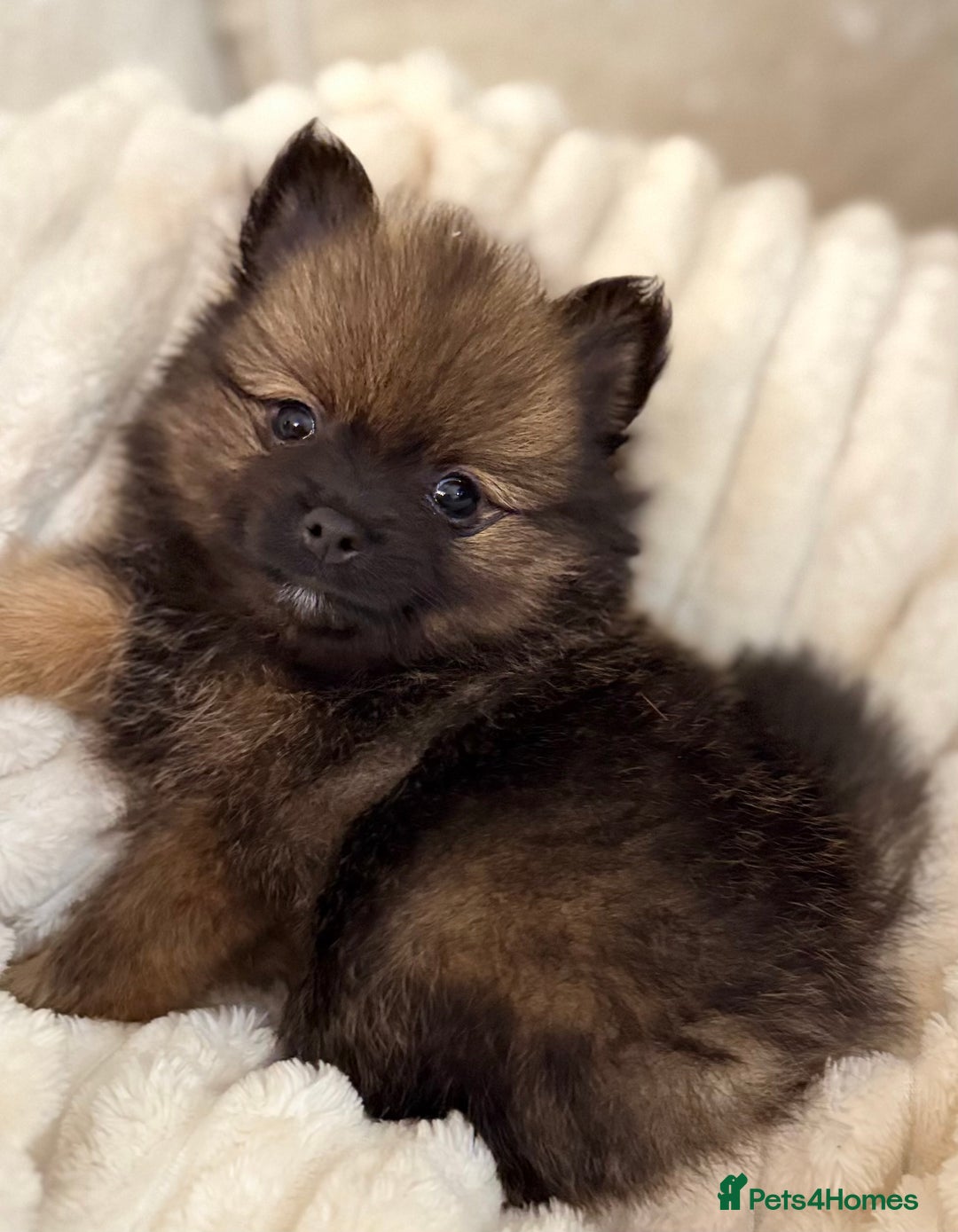 Pomeranian dogs for sale: 🐾 KC Registered Pomeranian Puppies 🐾 - Image 20