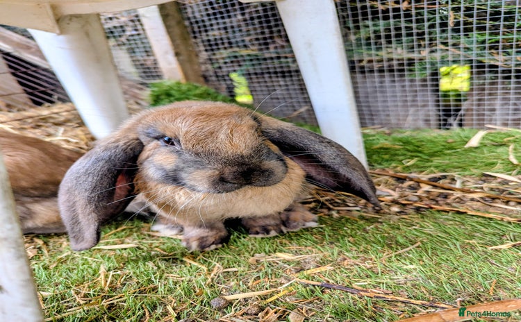 French Lop rabbits - Advert 2