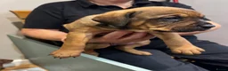 Mixed Breed dogs for sale: Staffweilers F5 exotic colours co/co dd bb  in London - Advert 20
