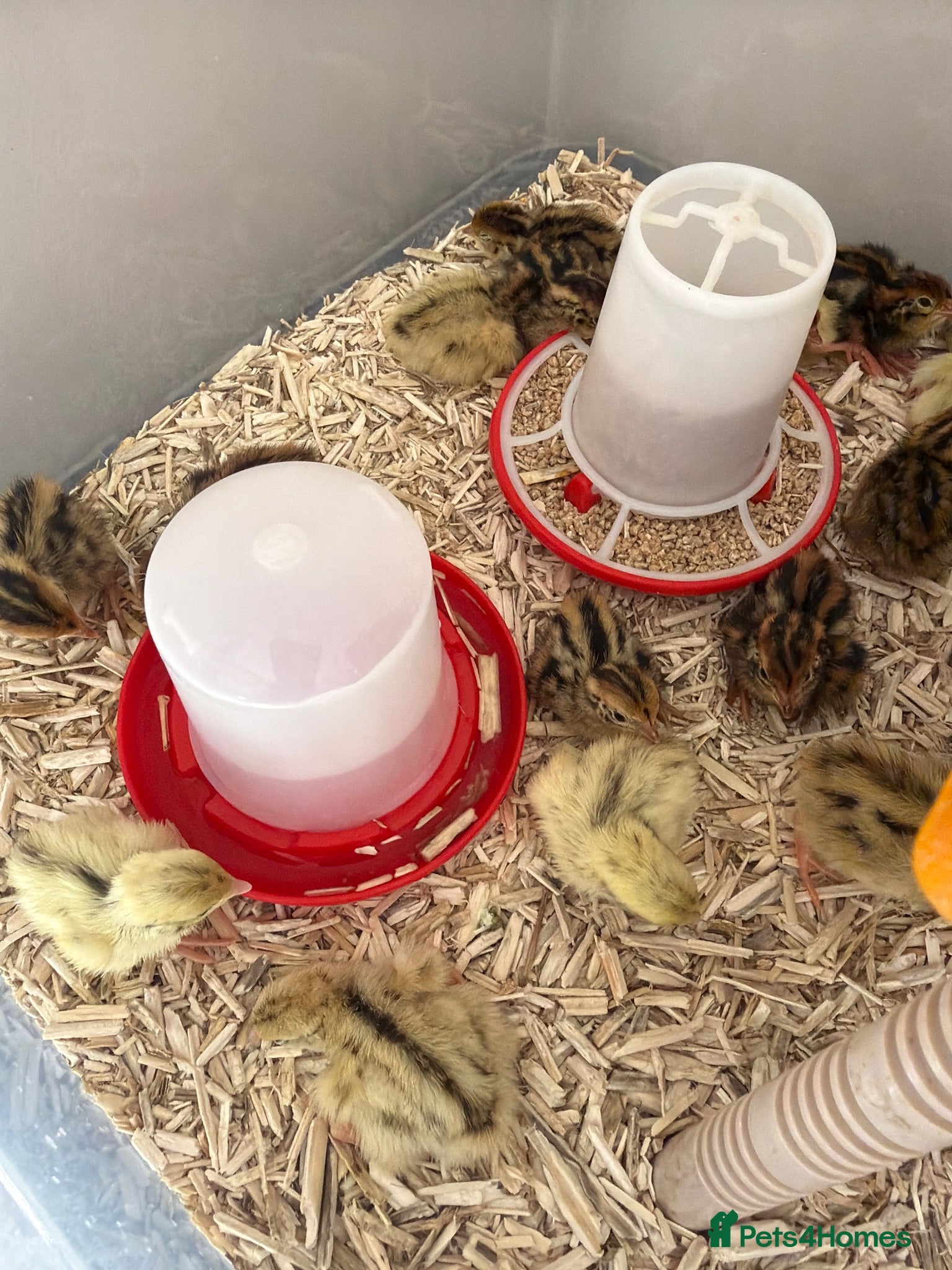 Quail poultry for sale: Quail chick - Advert 2