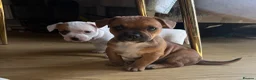 Mixed Breed dogs for sale: 5 Beautiful pups  in Stratford-upon-Avon - Advert 7