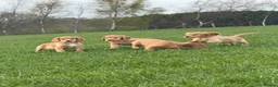 Cocker Spaniel dogs for sale: Golden cocker spaniel pups  in Appleby-in-Westmorland - Advert 11