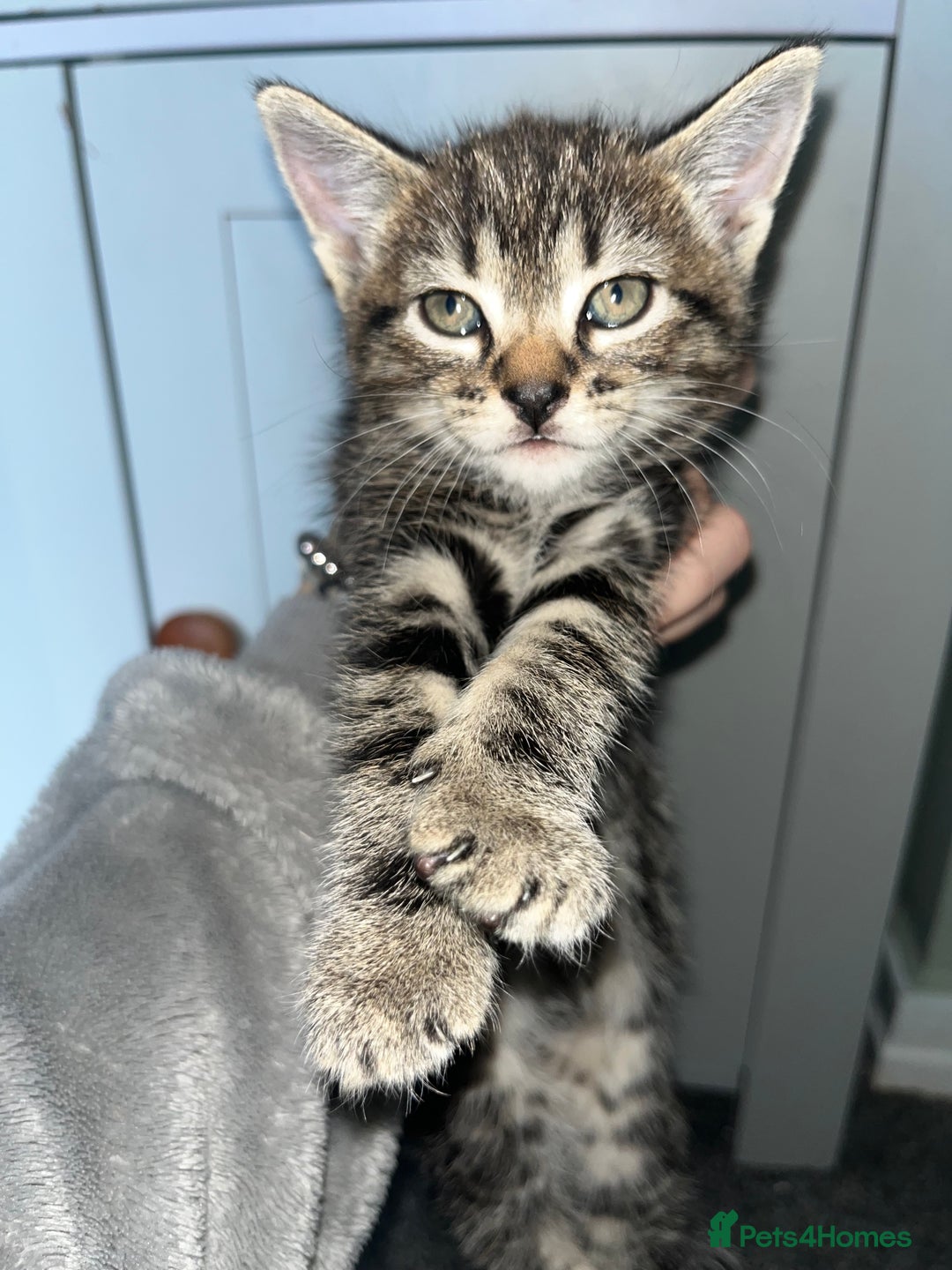 Mixed Breed cats for sale: 7 kittens looking for a home - Image 5