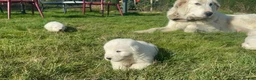 Maremma Sheepdog dogs for sale: A Rare Opportunity to Welcome a Maremma Sheepdog - Advert 7