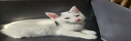 Mixed Breed cats for sale: Kittens aged 9 wks x1 female x2 male in Yeovil - Advert 7