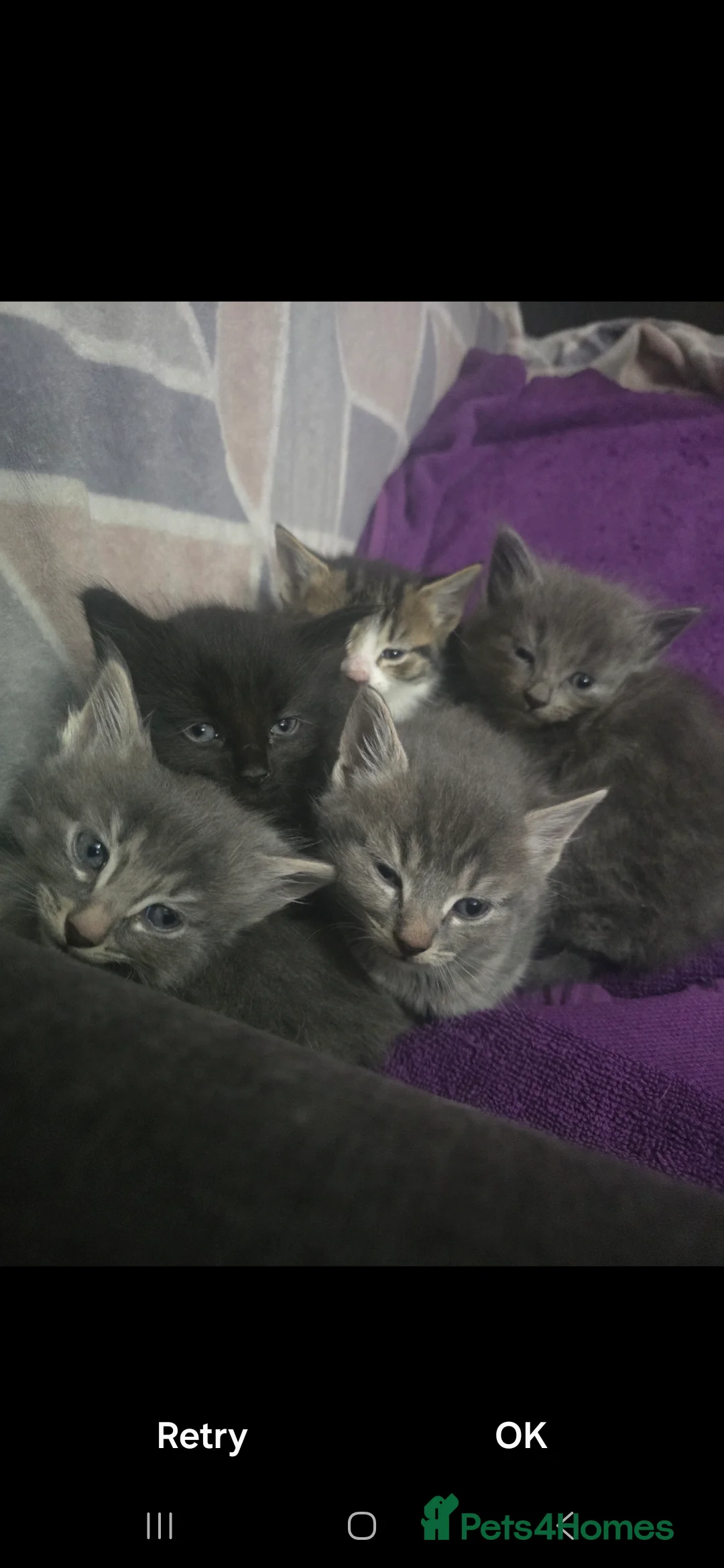 Mixed Breed cats for sale: 3 beautiful kitten  - Advert 2