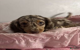 Miniature Dachshund dogs for sale: Miniature dachshunds puppie - Image 10
