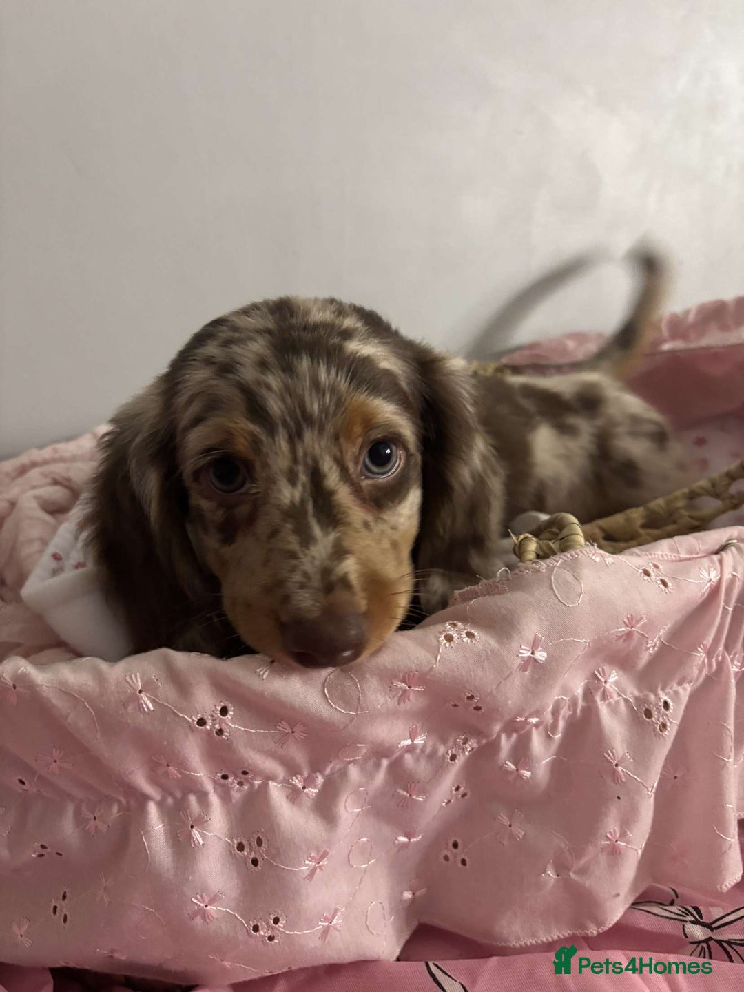 Miniature Dachshund dogs for sale: Miniature dachshunds puppie - Image 10