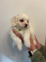 Maltipoo dogs - Advert 15