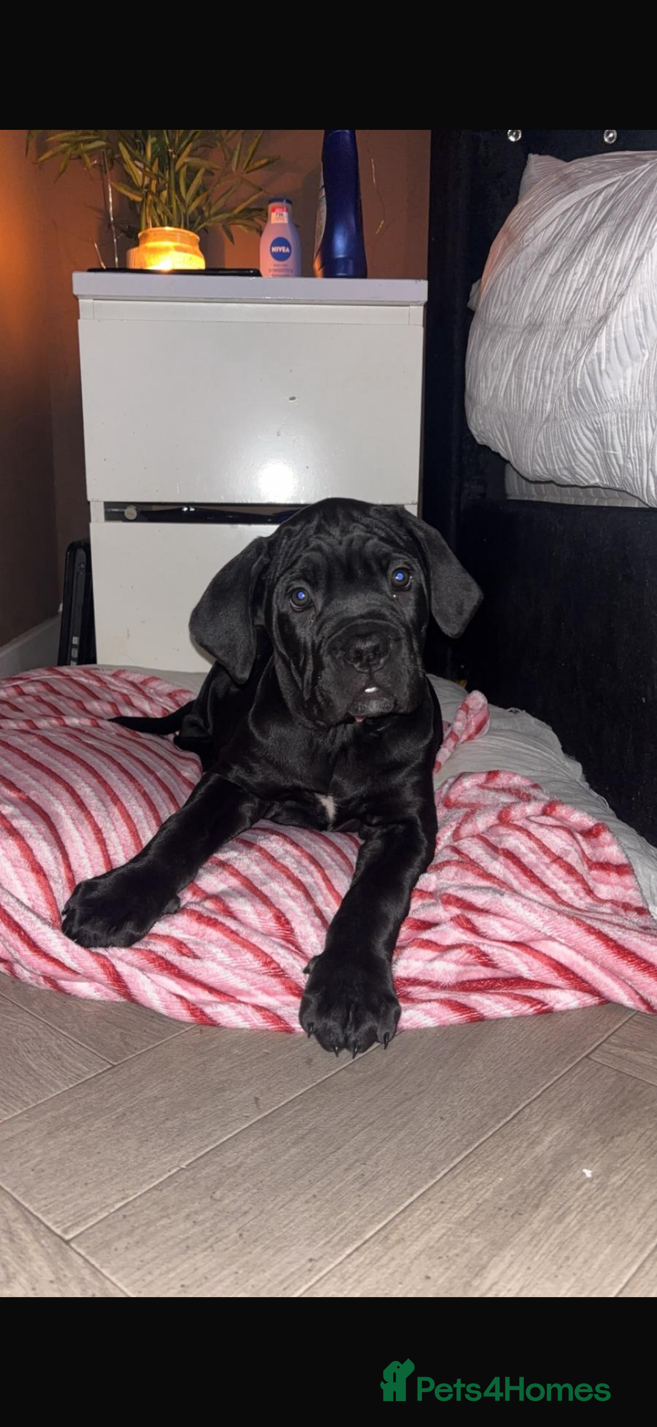 Cane Corso dogs Last girl left Ready to leave  - Advert 21