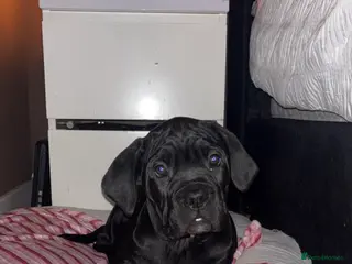Cane Corso dogs Last girl left Ready to leave - Advert 21