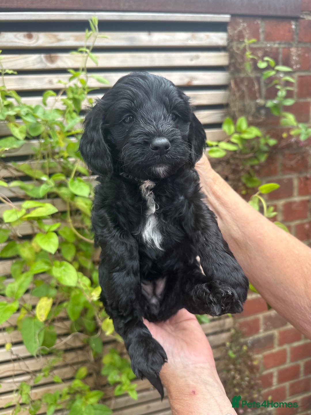 Cockapoo dogs for sale: Gorgeous F1 Cockapoo Puppies - KC Parents - Image 7
